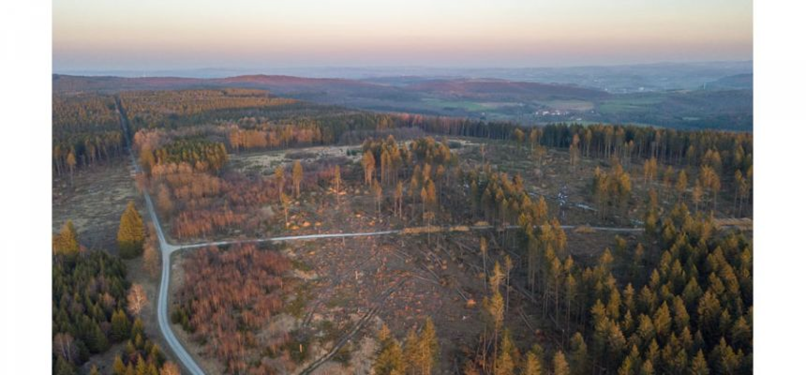 Arten- und Insektenschutz kontra chemischer Borkenkäferbekämpfung im Wald