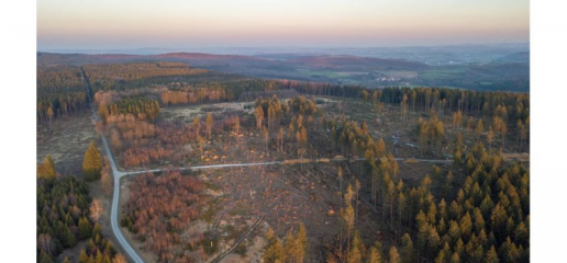 Arten- und Insektenschutz kontra chemischer Borkenkäferbekämpfung im Wald - Image