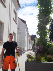 Hitzewelle: Stadt ruft Bürger dazu auf Straßenbäume zu wässern - Image