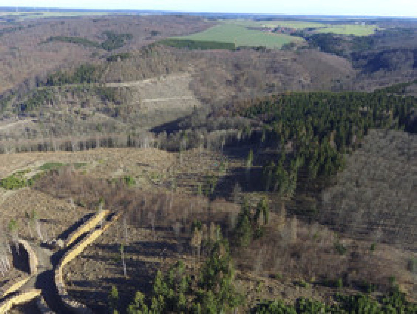 Förderaufruf zum Waldklimafonds: Umgang mit Kalamitätsflächen und Kalamitätsholz
