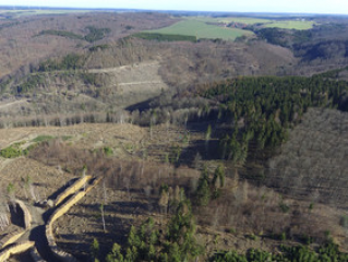 Förderaufruf zum Waldklimafonds: Umgang mit Kalamitätsflächen und Kalamitätsholz - Image