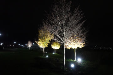 Lichtverschmutzung schadet Mensch und Umwelt - Image