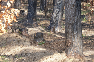 Waldbrandgefahr im Blick - Image