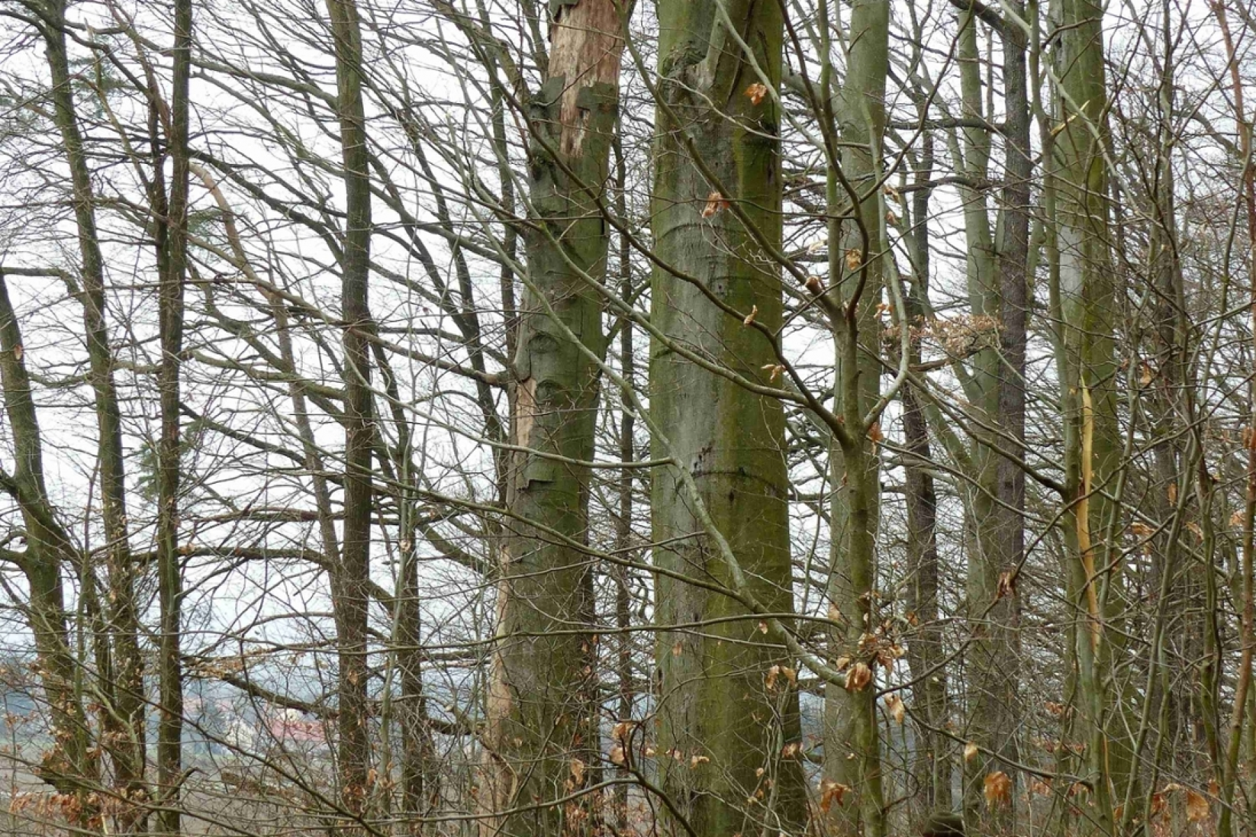 Frühling lockt Menschen in die Wälder