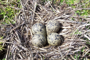 Nicht nur zu Ostern: Eiersuche zum Schutz des Kiebitzes - Image