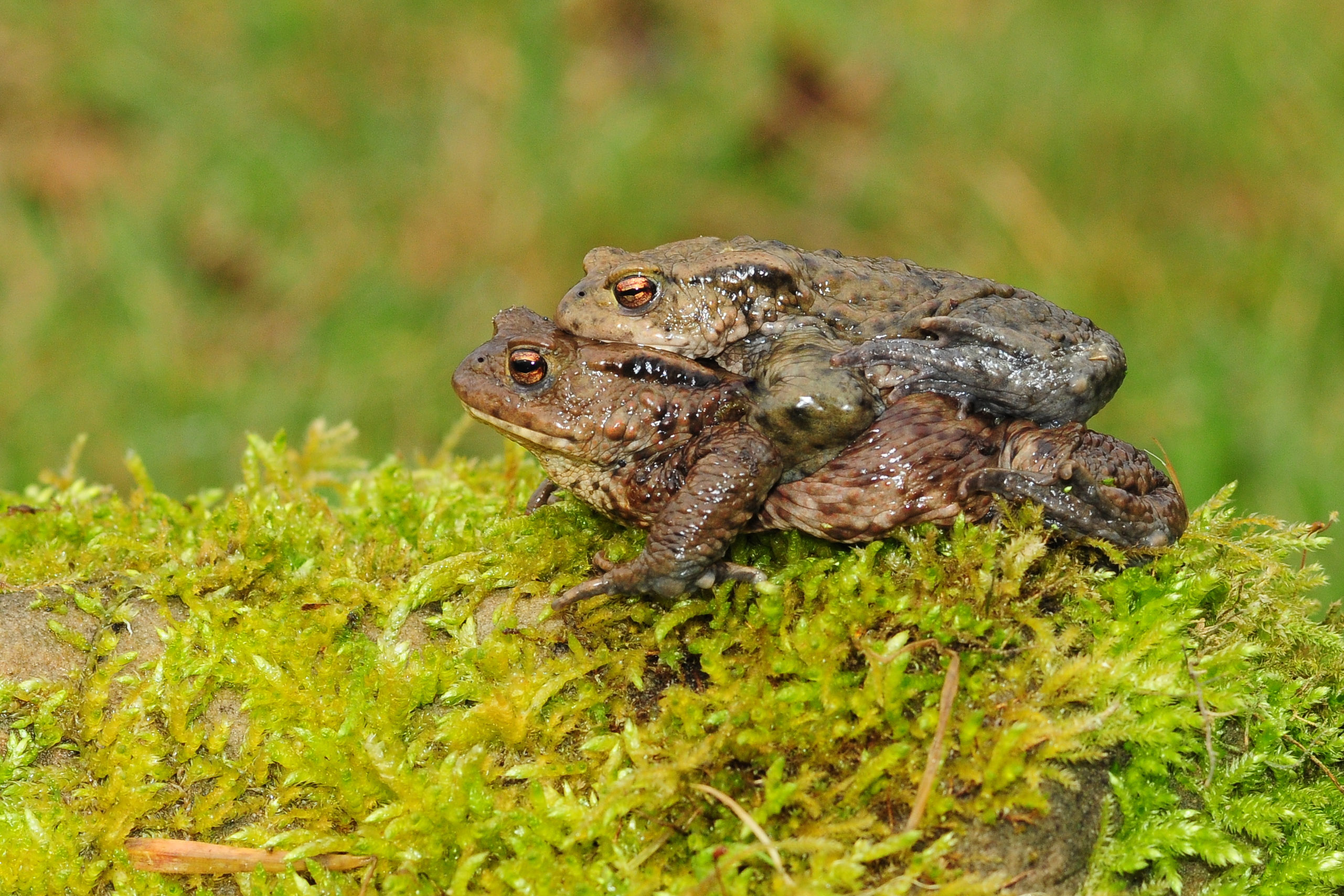 Viele Erdkröten werden durch die Schutzzäune vor dem Überfahren gerettet. Foto: Armin Siemering