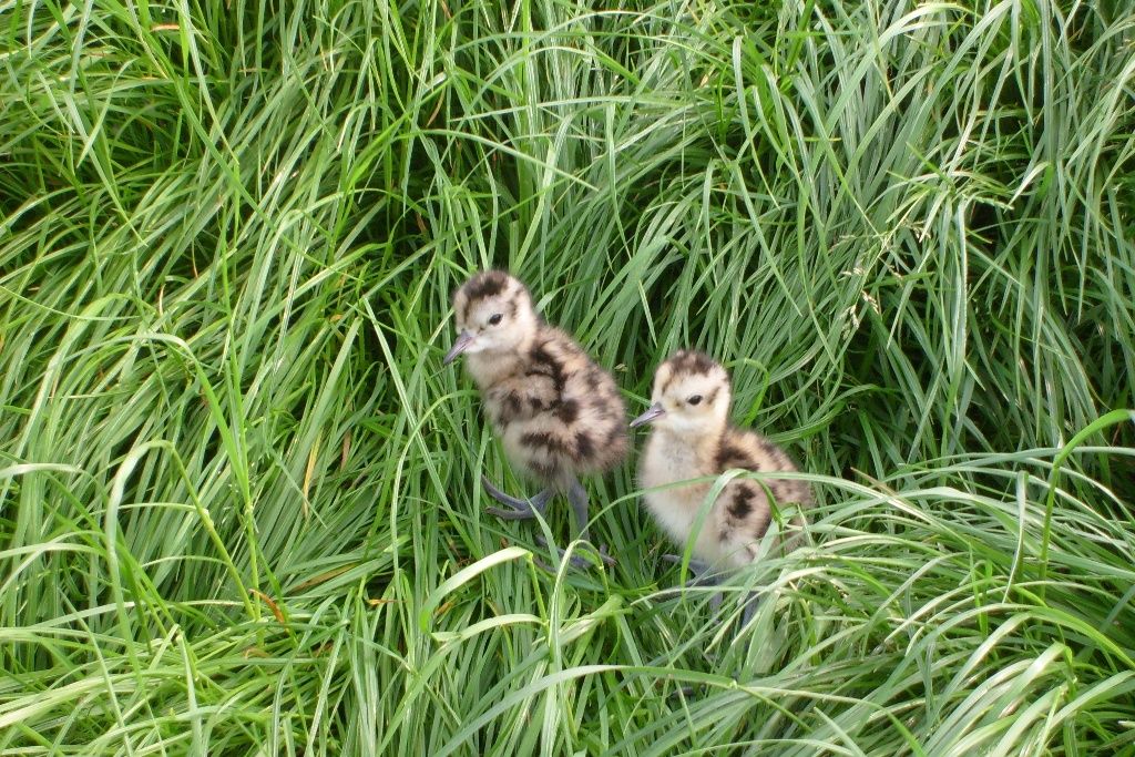 Landkreis fördert Wiesenvogelschutz