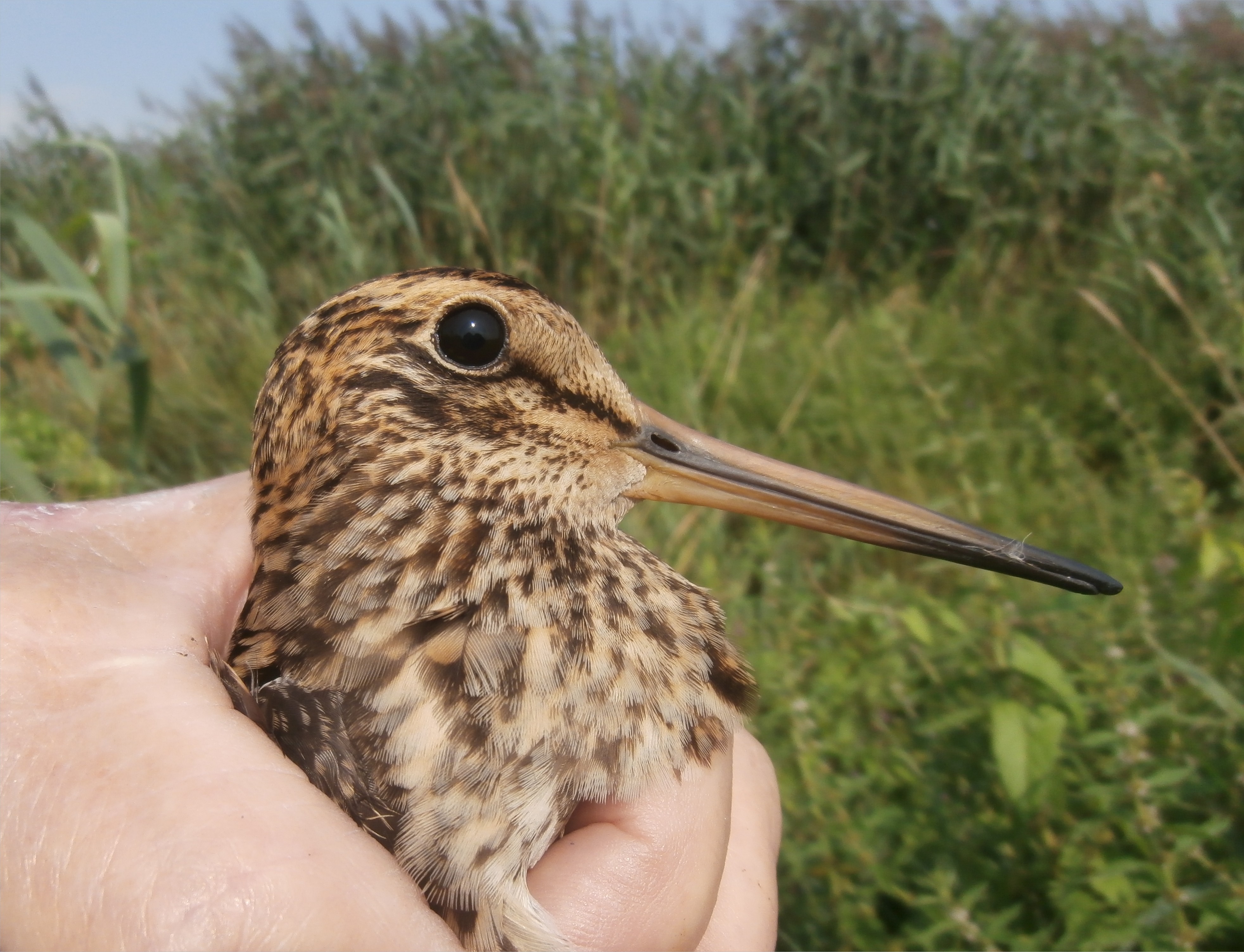 ﻿Seltene Schnepfe zu Besuch im Nationalpark