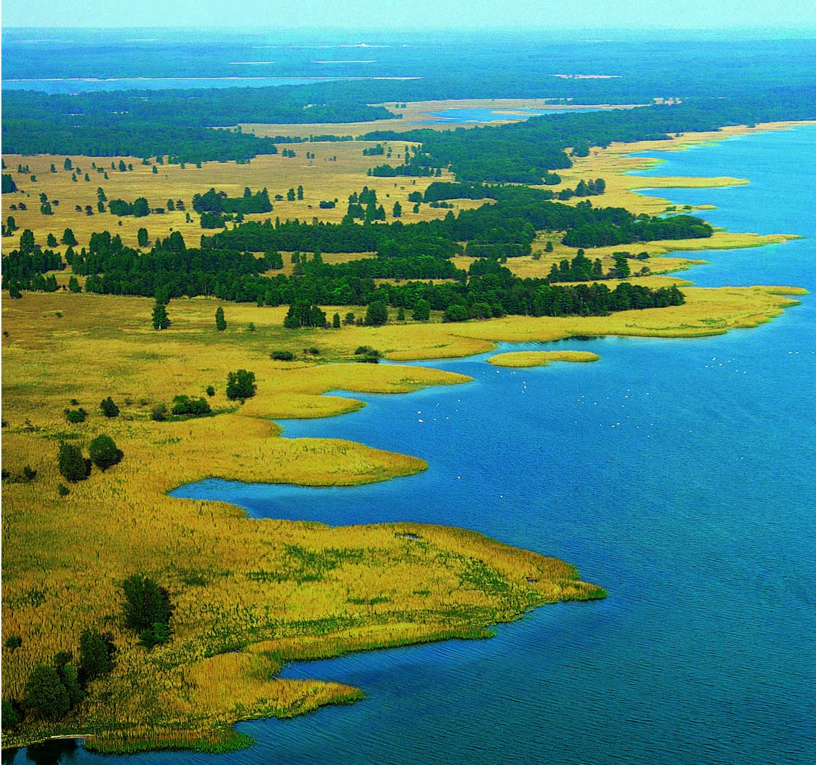 Foto: Ostufer Müritz © Ulrich Meßner