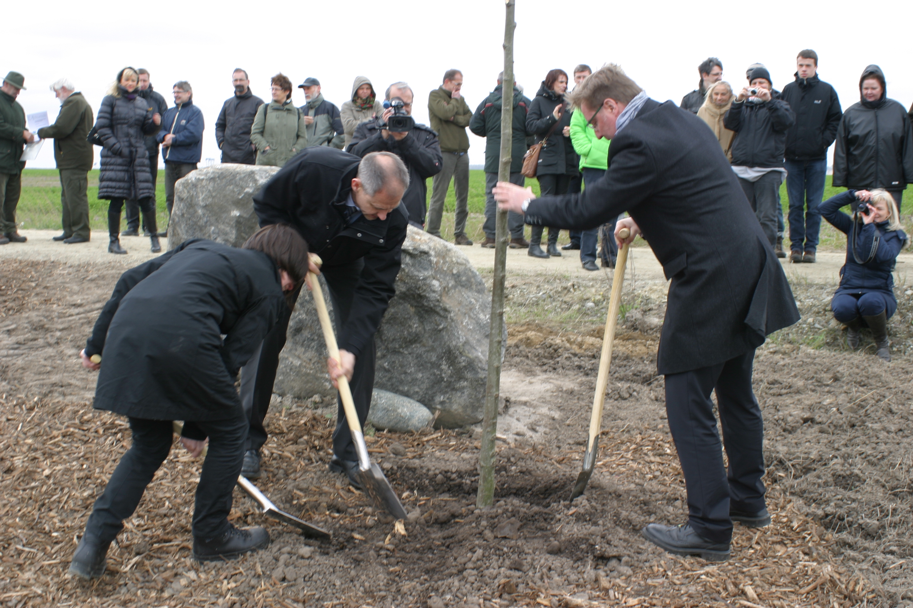 Insgesamt fünf Winterlinden wurden heute in der Rekultivierung des Tagebaus Welzow-Süd gepflanzt.