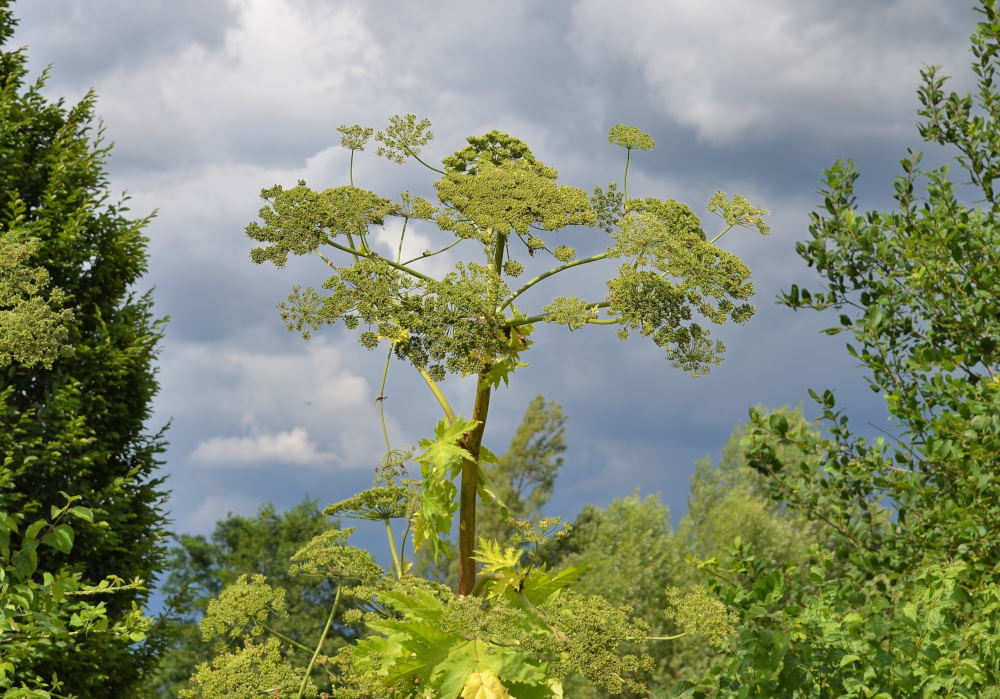 Riesen-Bärenklau-Blüten mit reifenden Samen © LANUV/P.Schütz. 