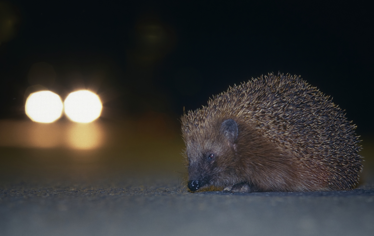 Quelle: Landesamt für Natur, Umwelt und Verbraucherschutz Nordrhein-Westfalen