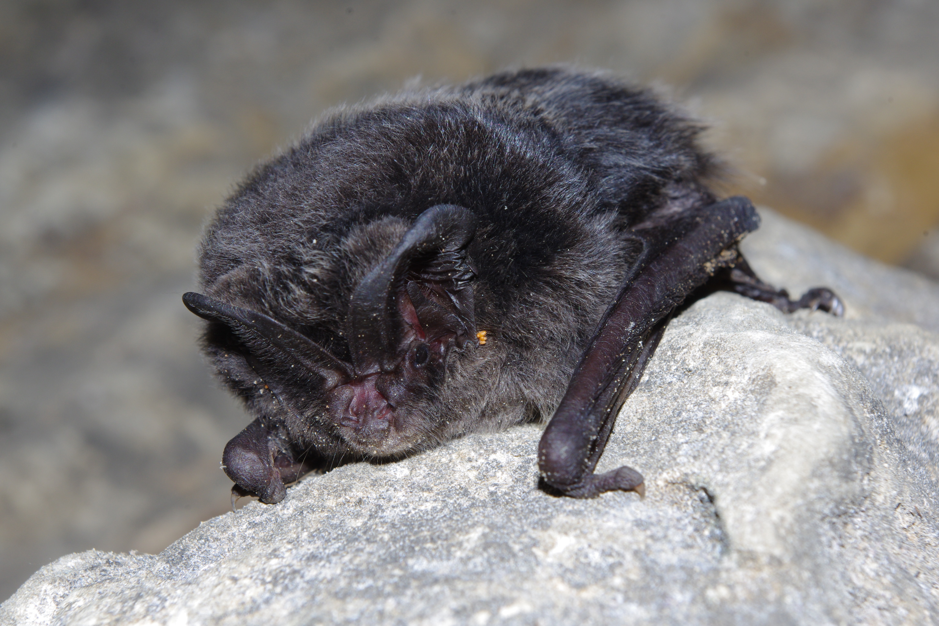 Die Gewölbe der Ruine Lauterburg werden von der seltenen und gefährdeten Mopsfledermaus zur Überwinterung genutzt 