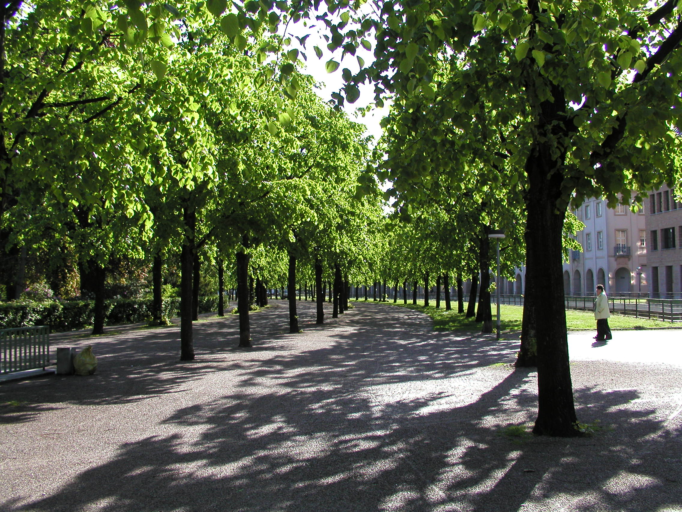 Der Baum des Jahres steht an vielen Stellen in Karlsruhe, so auch hier in Zentrumsnähe. Foto: Stadt Karlsruhe