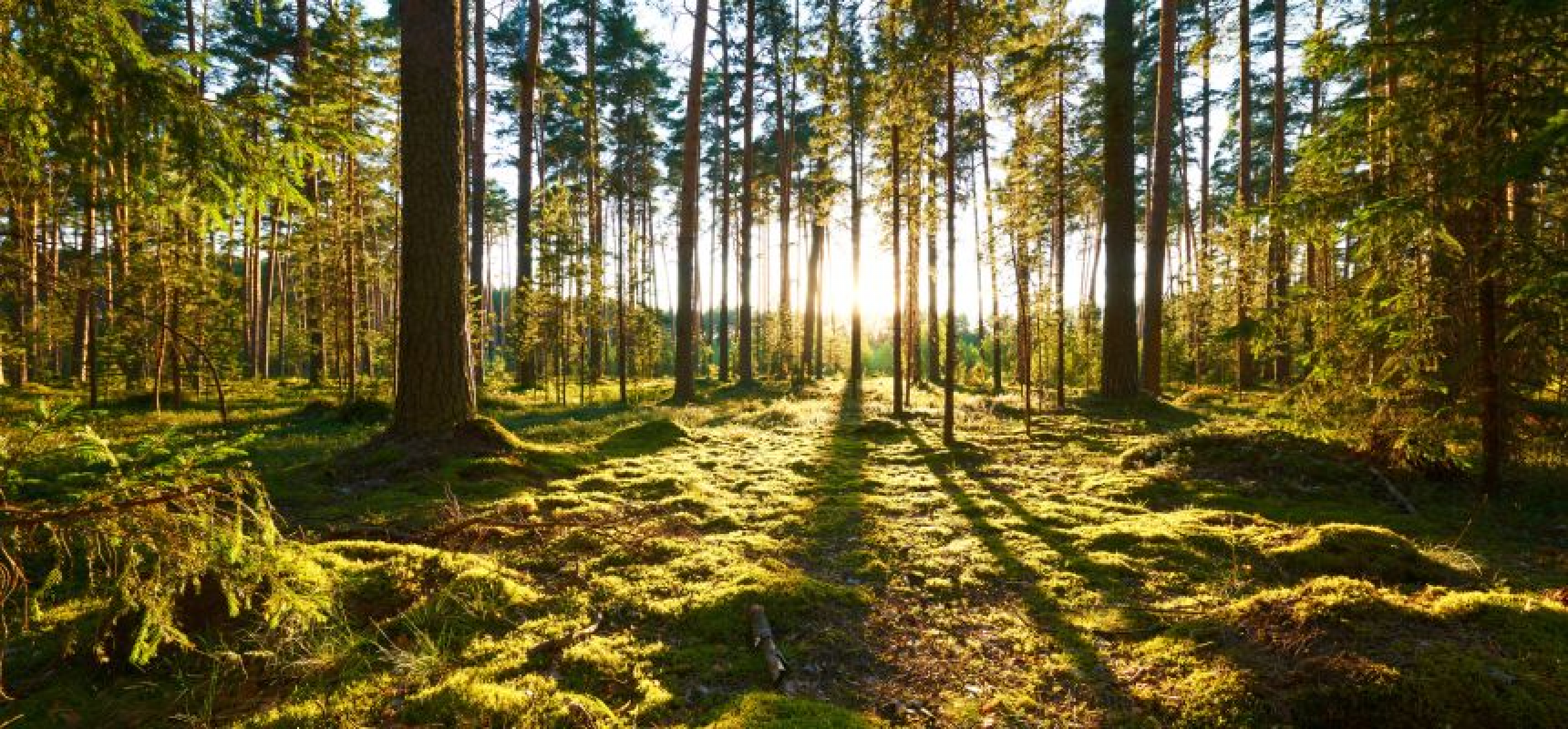 365 Mal im Jahr „Tag der offenen Tür im Wald“