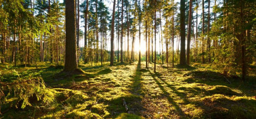 365 Mal im Jahr „Tag der offenen Tür im Wald“ - Image