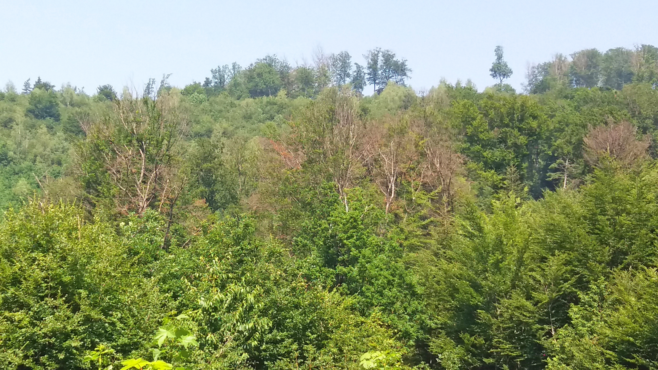 Ortenauer Wälder im Klimastress