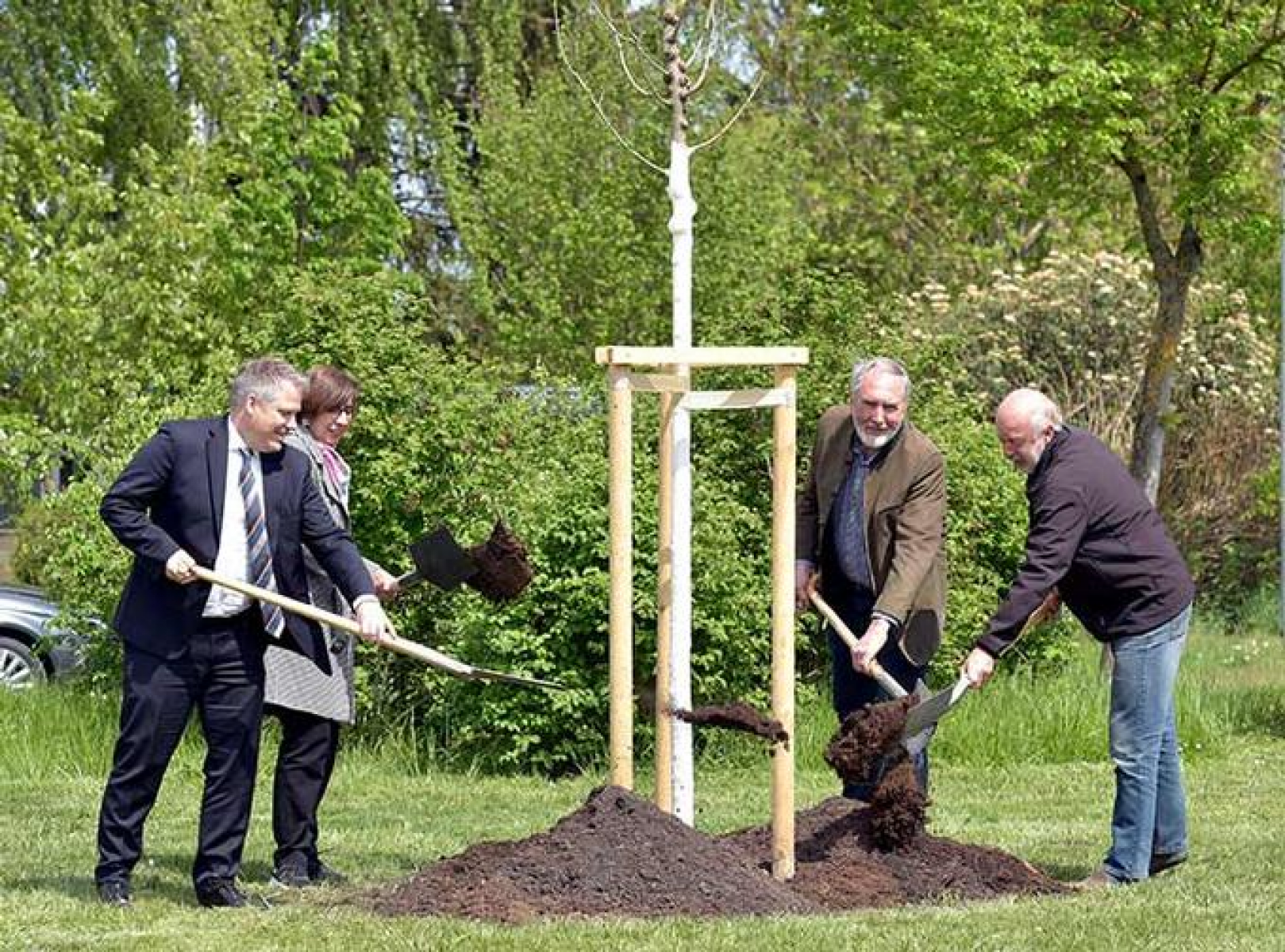 Die Flatter-Ulme ist der Baum des Jahres