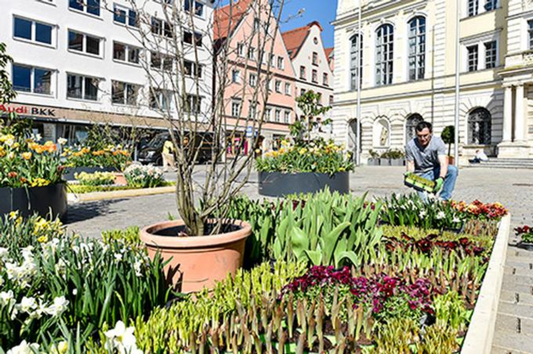 Den Rathausplatz zieren nun bunte Blumenbeete (Foto: Stadt Ingolstadt / Rössle)