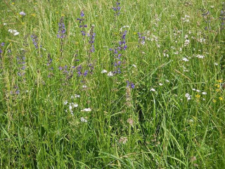 Artenreiche Wiese (Foto: Stadt Ingolstadt / Weber)