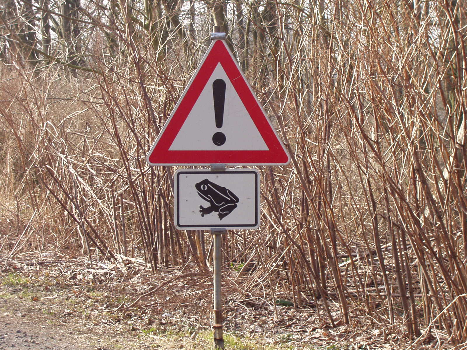 Amphibienwanderung auf Mindener Straßen