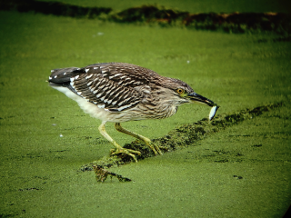 Lebensraum für starkgefährdete Vogelarten