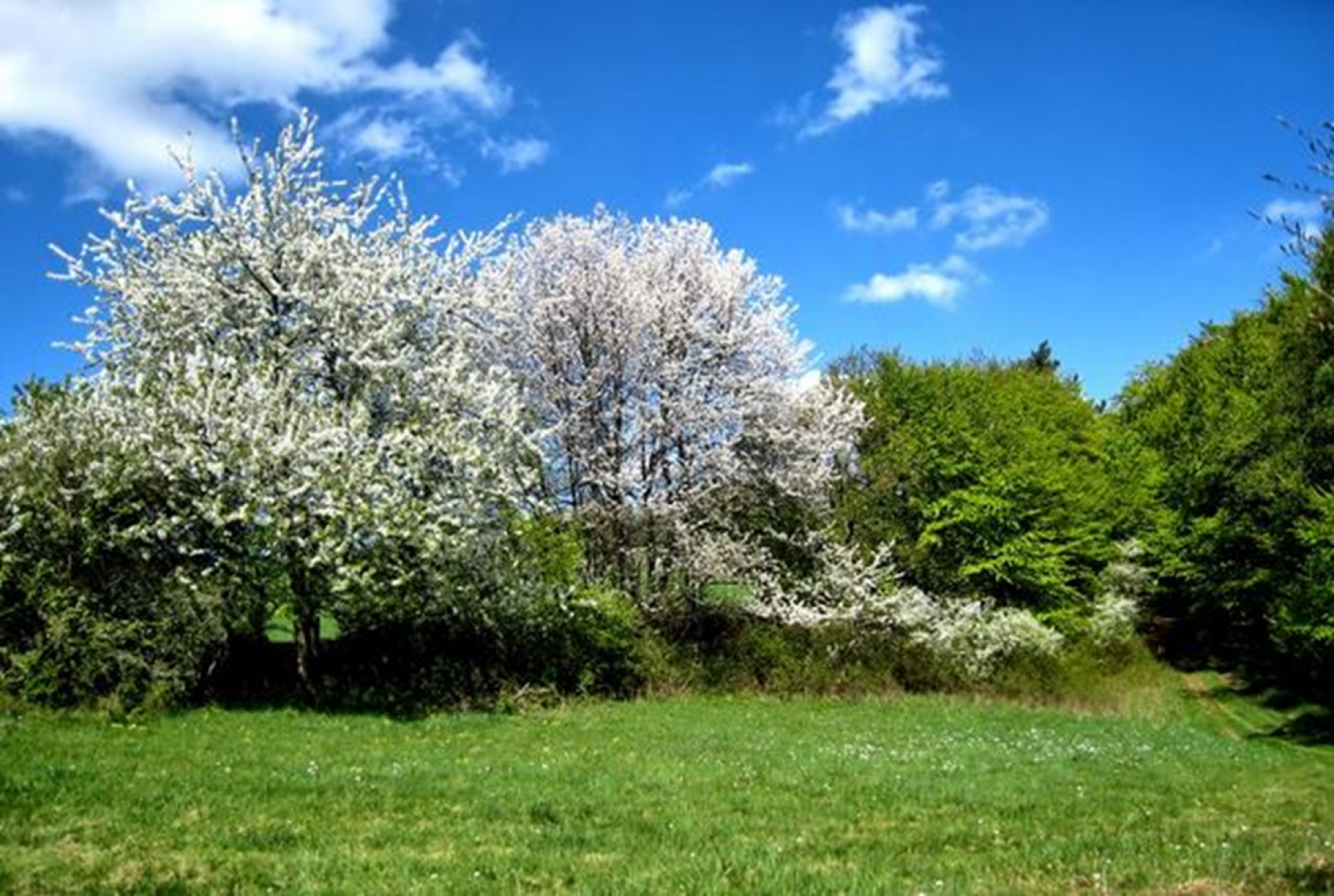 Exkursion: Waldbäume, -wiesen und -wasser; Hotspots der Artenvielfalt im Stadtwald am 29.05.2019