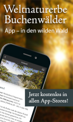 App in den wilden Wald - Image