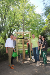 Baum des Jahres in Recklinghausen gepflanzt  - Image