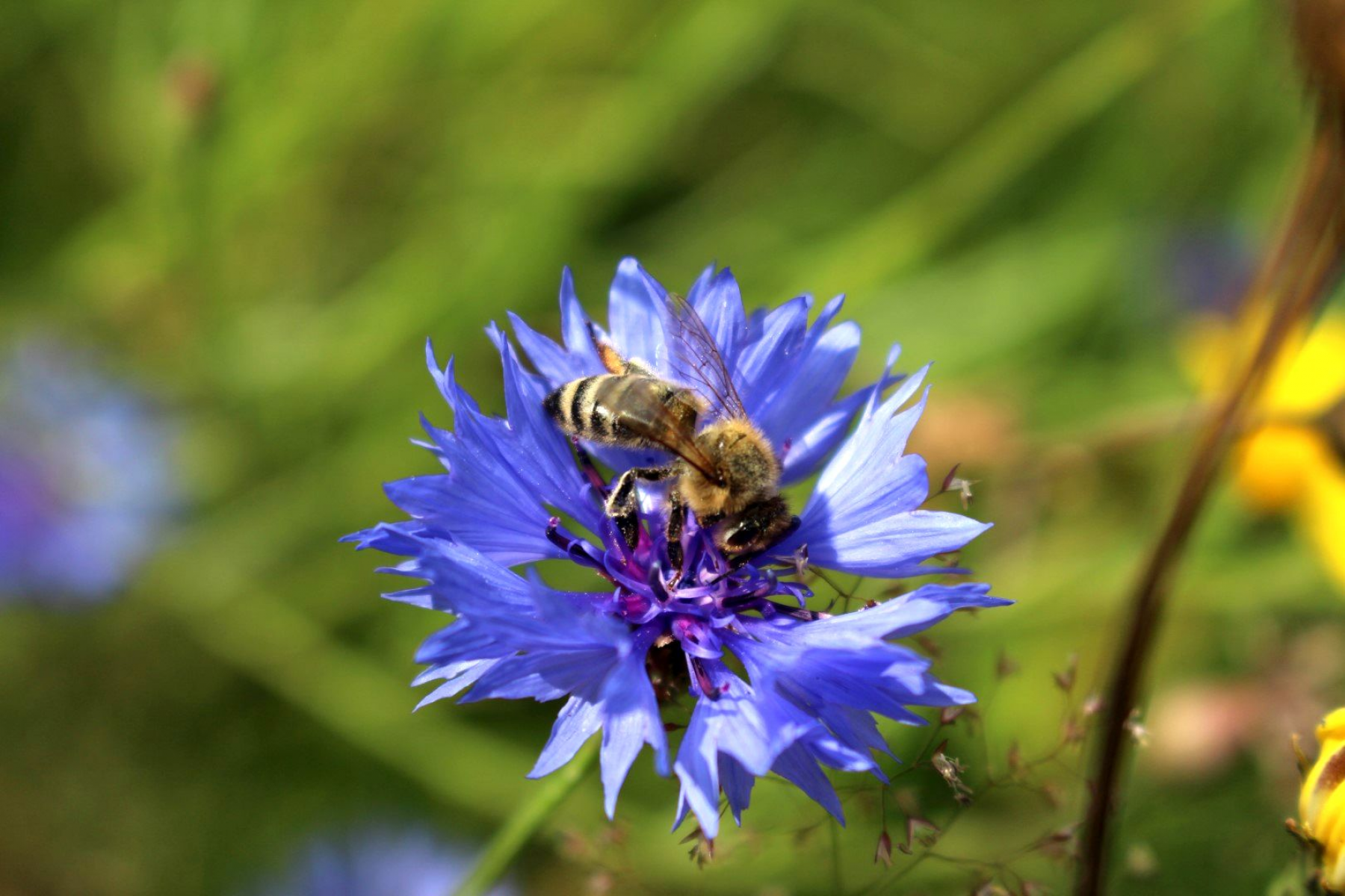 Bienen helfen - aber richtig!