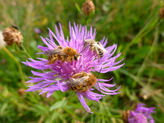 Blumige Aussicht für Bienen und Kinder - Image