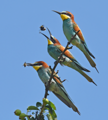 Foto: Bienenfresser.jpg Herbert Henderkes, Landesbund für Vogelschutz