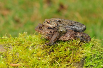 Auch die Erdkröte macht sich in den kommenden Tagen und Wochen auf ihre jährliche Wanderung. Foto: Armin Siemering