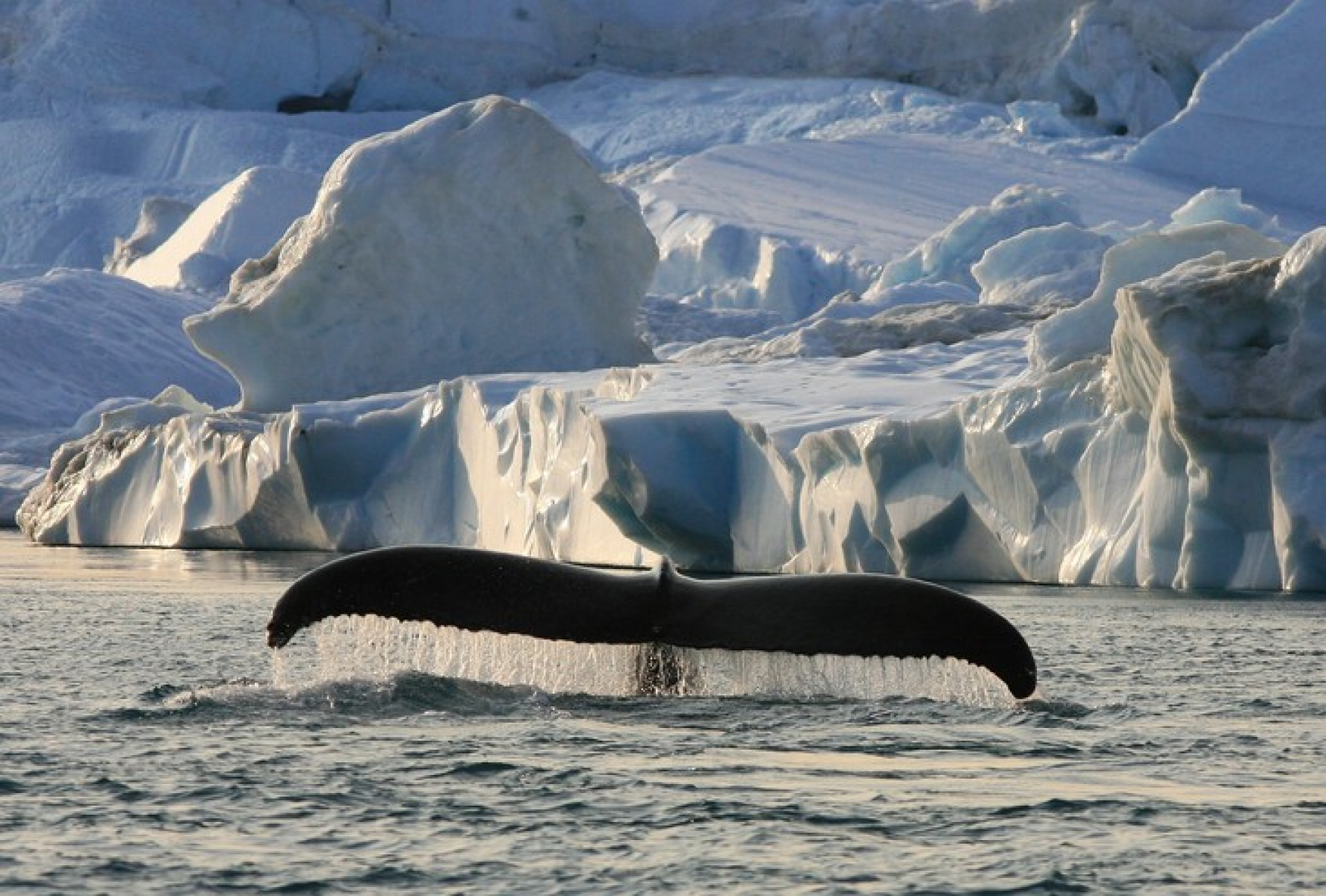 Beeindruckende Bilder aus den Polarregionen und zum Klimawandel präsentiert Sven Achtermann bei seinen Vorträgen (Foto: Sven Achtermann)