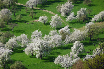 Vogelschutz in Streuobstwiesen - Image