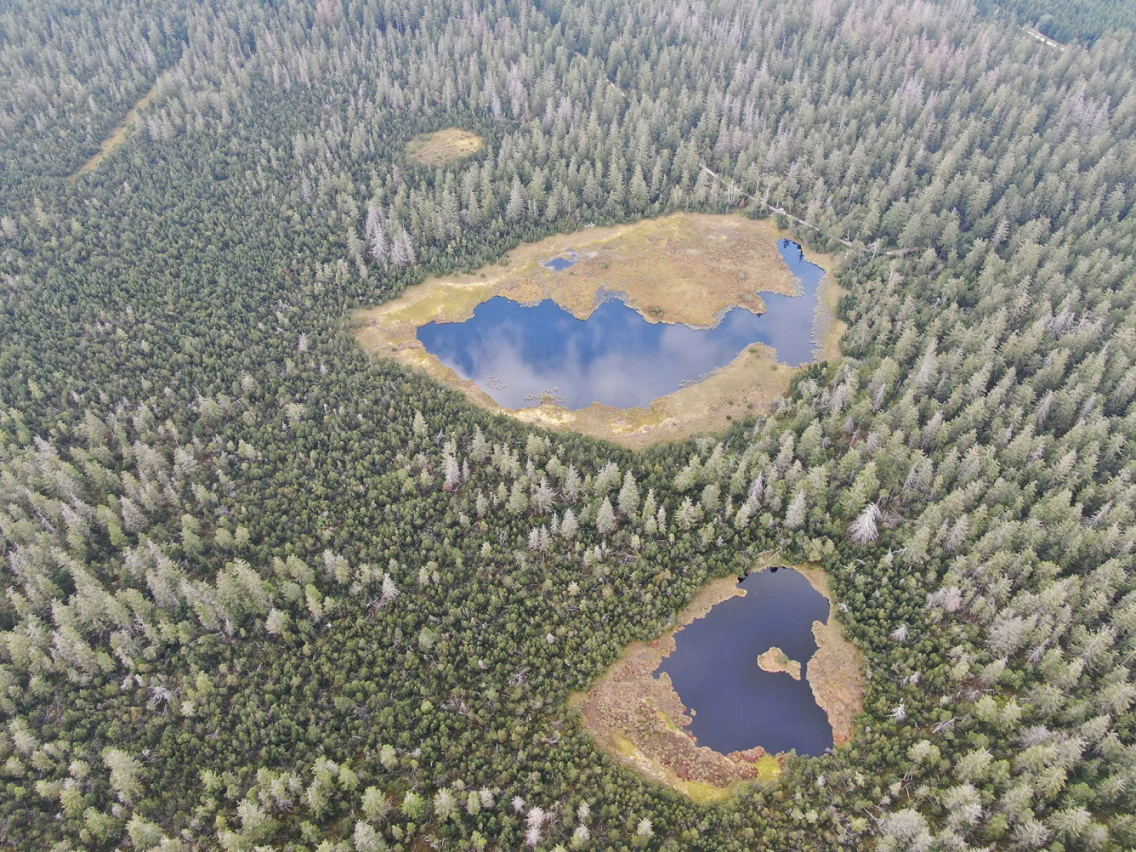 Revitalisierung der Hochmoore am Kaltenbronn