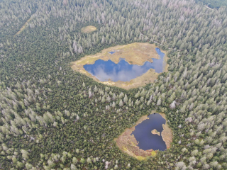 Revitalisierung der Hochmoore am Kaltenbronn - Image