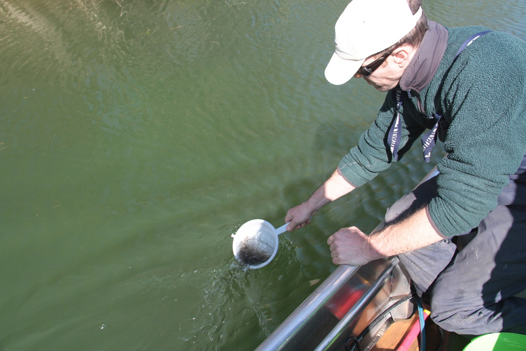 Regierungspräsidium Karlsruhe fördert aquatische Biodiversität Fischereibehörde setzte 75.000 Glasaale in die Seitengewässer des Rheins zwischen Neuburgweier und Dettenheim aus