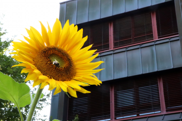 LK Neu-Ulm: Bienen und Hummeln im Landeanflug - Image