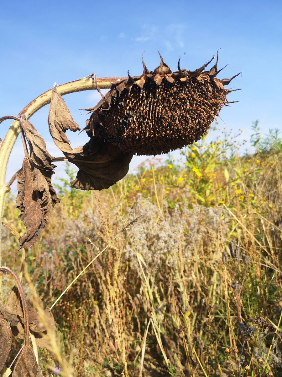 Bild 1: Willkommene Nahrungsquelle für Vögel: Eine verwelkte Sonnenblume.