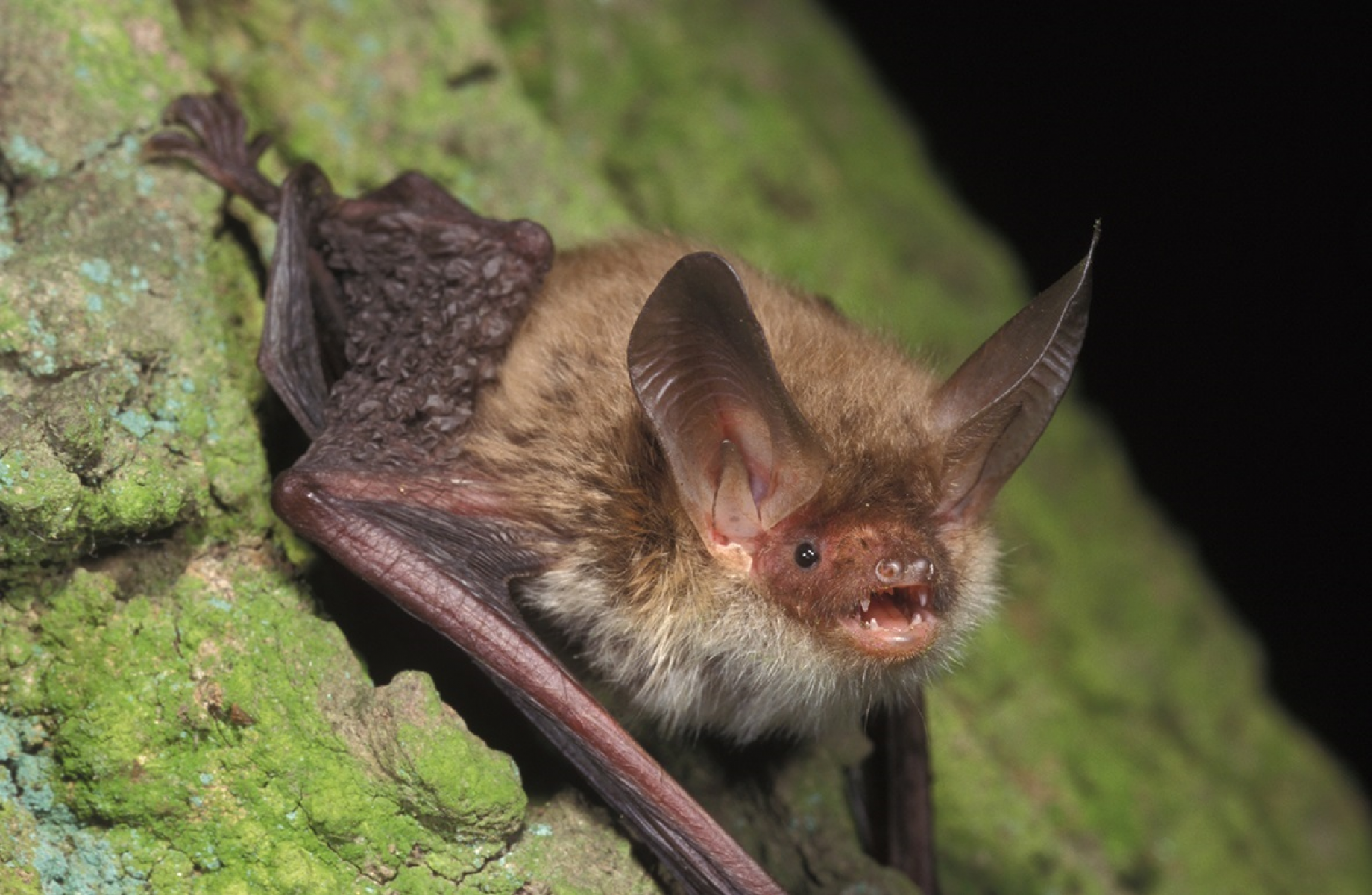 Bechsteinfledermaus im FFH-Gebiet Kleinenztal u. Schwarzwaldrandplatten, Bildautor Marko König