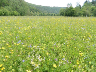 Natura 2000-Managementplan für Horber Neckarhänge ist fertiggestellt