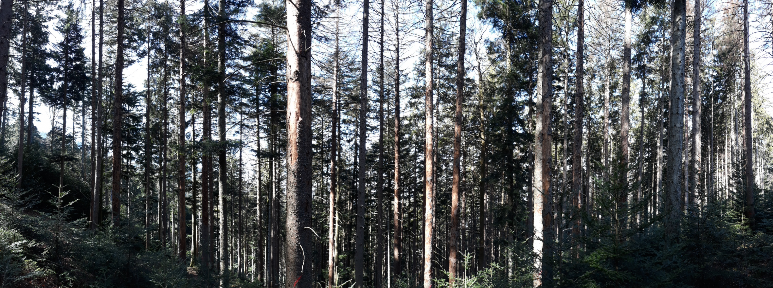 Nadelbäume sind die Leibspeise von Borkenkäfern