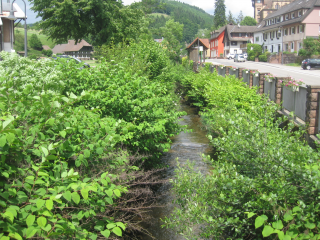 Der Japanknöterich verdrängt die heimische Flora und verursacht Schäden und Kosten. Nachweis: LEV