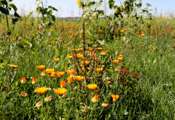 Landkreis Neu-Ulm geht neue Wege im Arten- und Naturschutz: