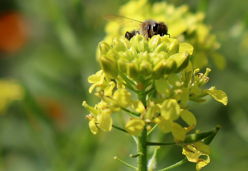 Landkreis Neu-Ulm geht neue Wege im Arten- und Naturschutz: