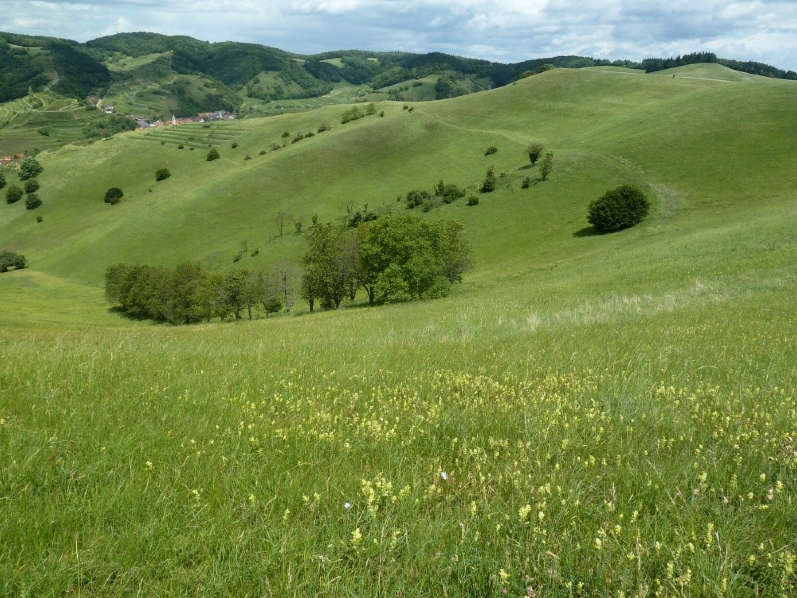 Naturschutz im Kaiserstuhl