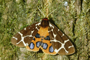 Bild 5: Der Nachtfalter Brauner Bär ist besonders geschützt und in Baden-Württemberg gefährdet. Als Schmetterling des Jahres 2021 steht er dieses Jahr besonders im Fokus. Copyright: jp HAmon, Eigenes Werk, CC BY-SA 3.0, https://commons.wikimedia.org/w/ind