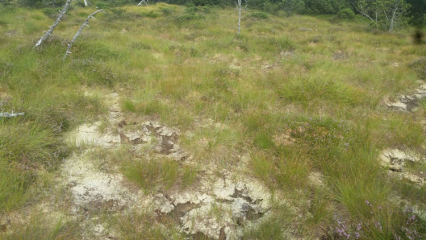 Moorschutz: Revitalisierung der Hochmoore am Kaltenbronn im Nordschwarzwald - Image