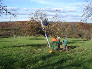 Vogelschutz in Streuobstwiesen